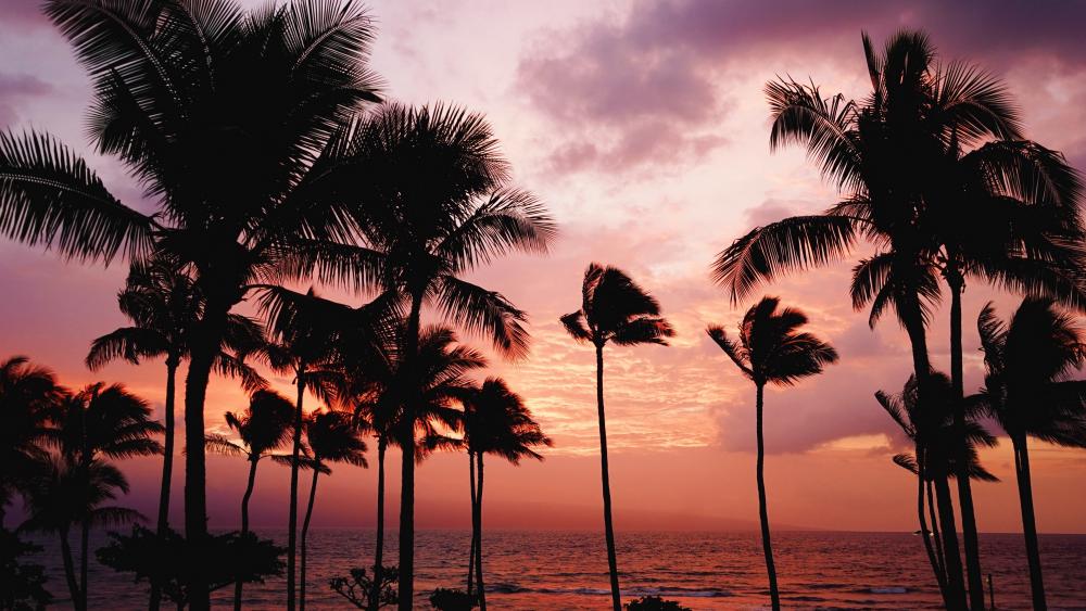 Palms in the windy sunset wallpaper