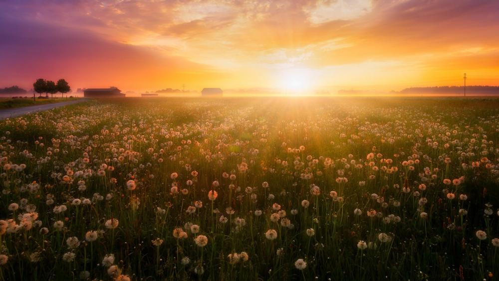 Dandelion field at sunset wallpaper