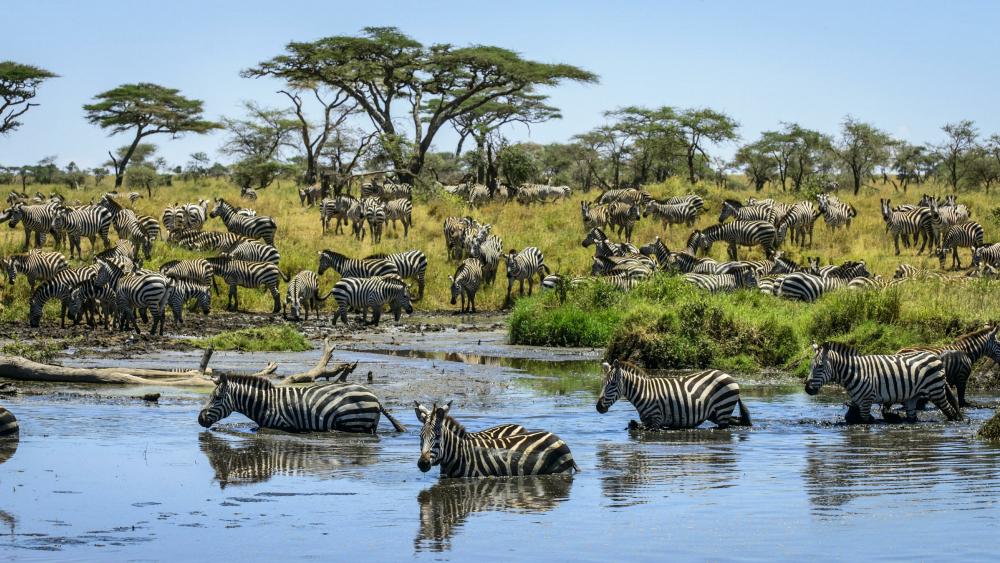 Zebra herd wallpaper