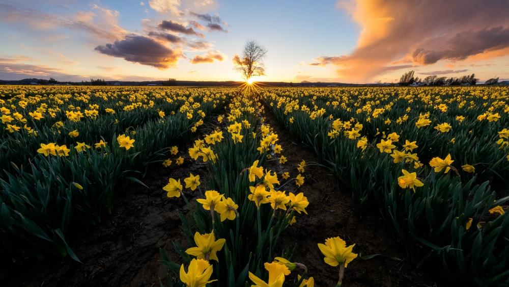 Daffodil field wallpaper