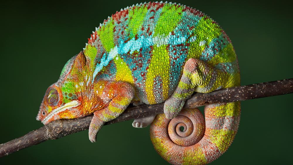 Colorful chameleon wallpaper