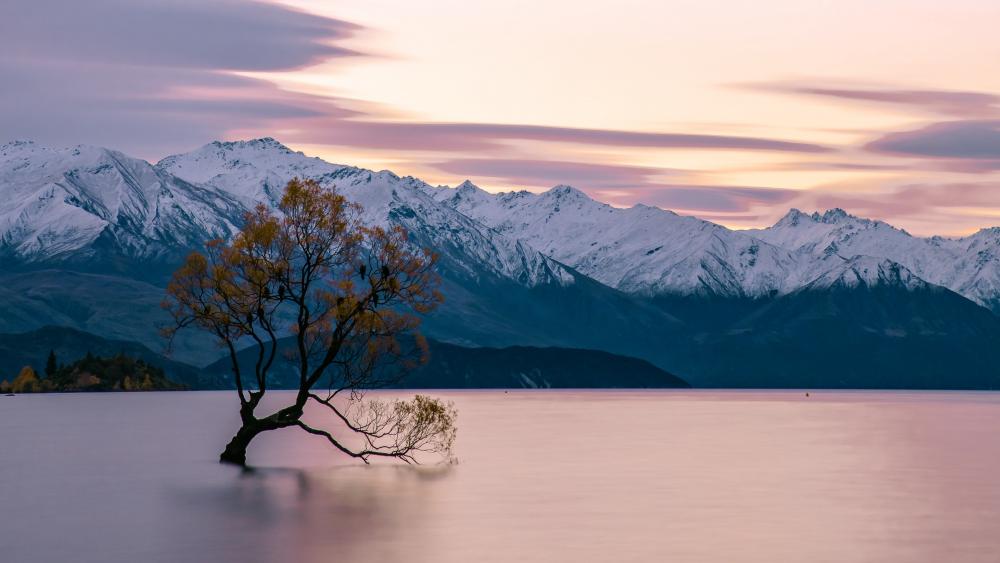 Lone tree in the middle of the Lake Wanaka wallpaper