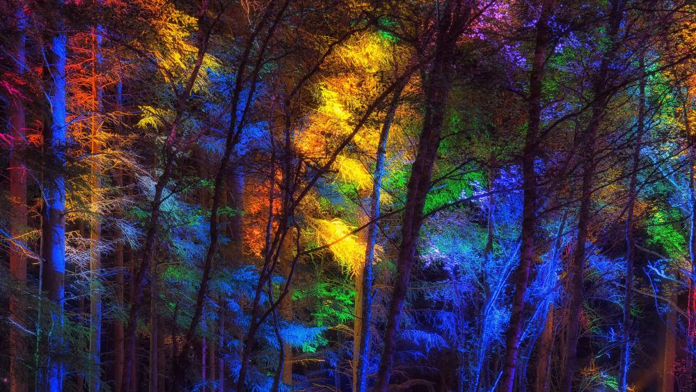 Colorful forest lights wallpaper