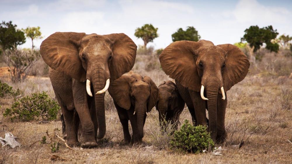 Elephant family wallpaper