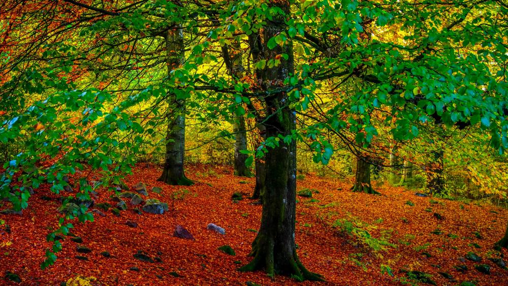 Autumn Bliss in a Forest Glade wallpaper
