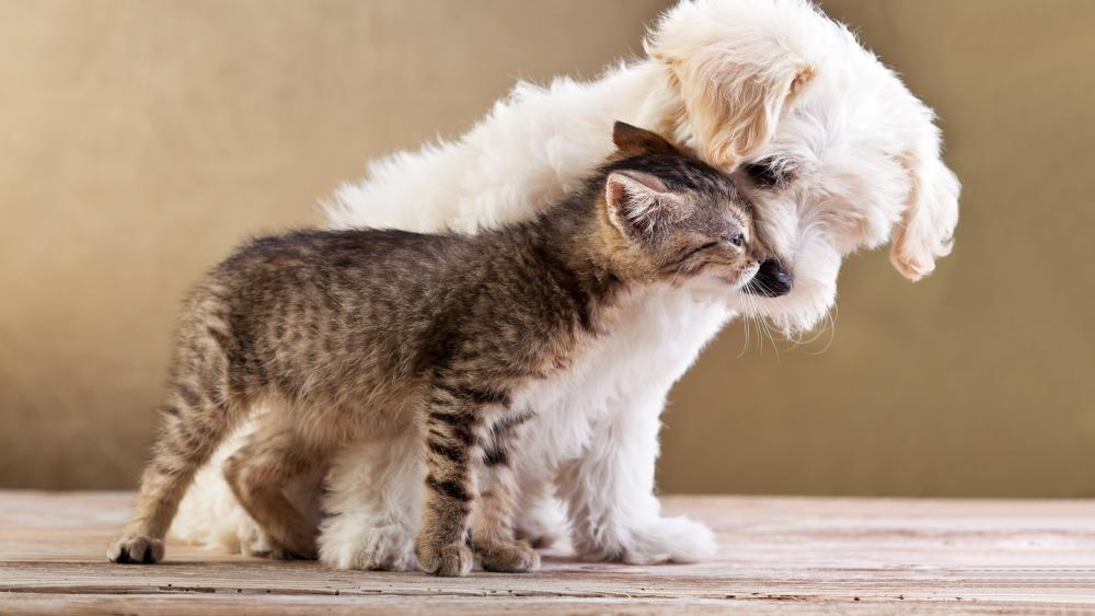 Kitten and puppy friendship wallpaper