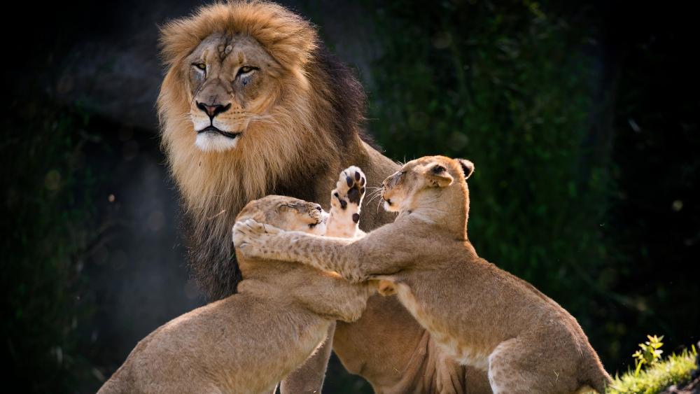 Lion cub fight wallpaper