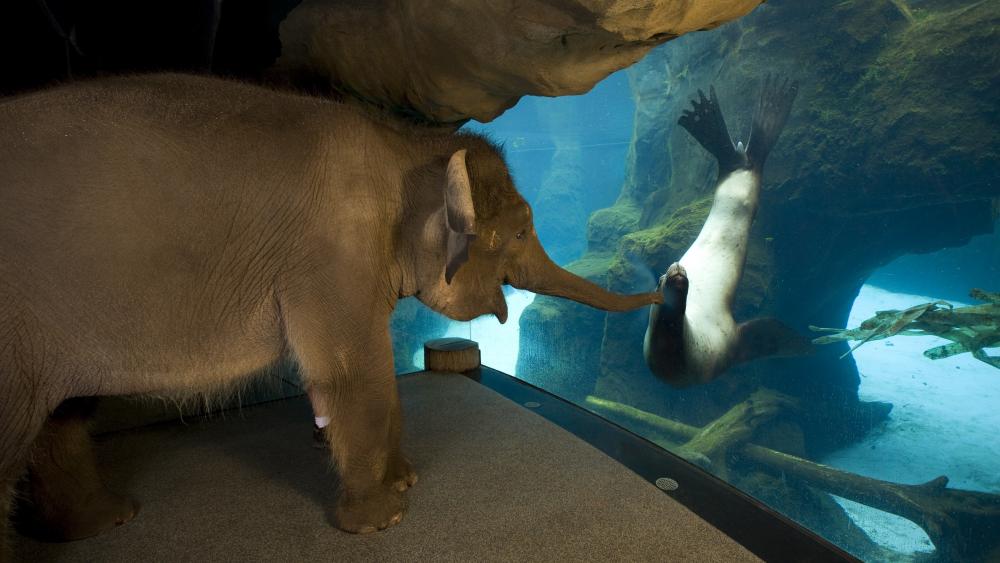 Elephant meets sea lion wallpaper