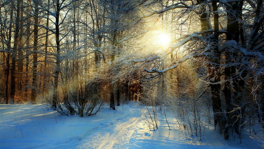 Winter forest sunlight wallpaper