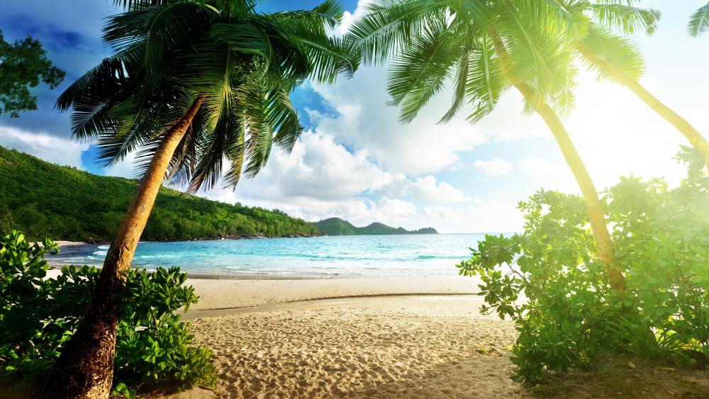 Tropical beach with palms wallpaper