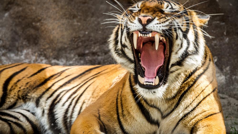 Yawning Tiger wallpaper