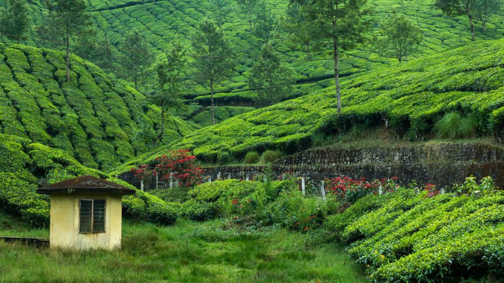 Tea garden wallpaper