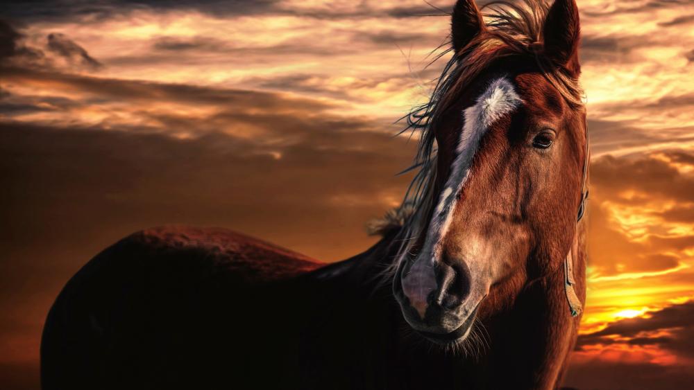 Brown horse at sunset wallpaper