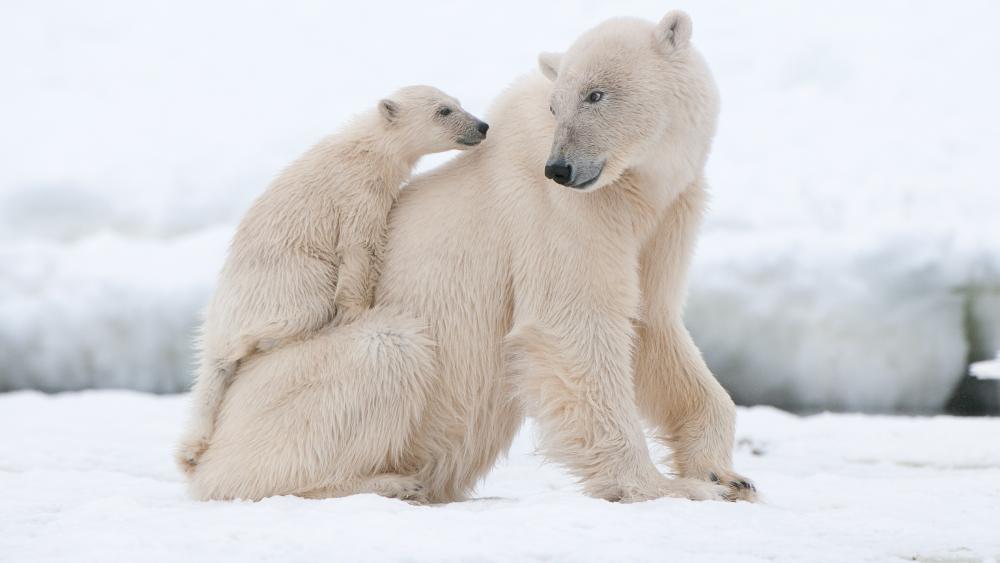 Polar bear cub on her mother's back wallpaper