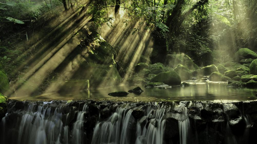 Sun rays in the rainforest wallpaper