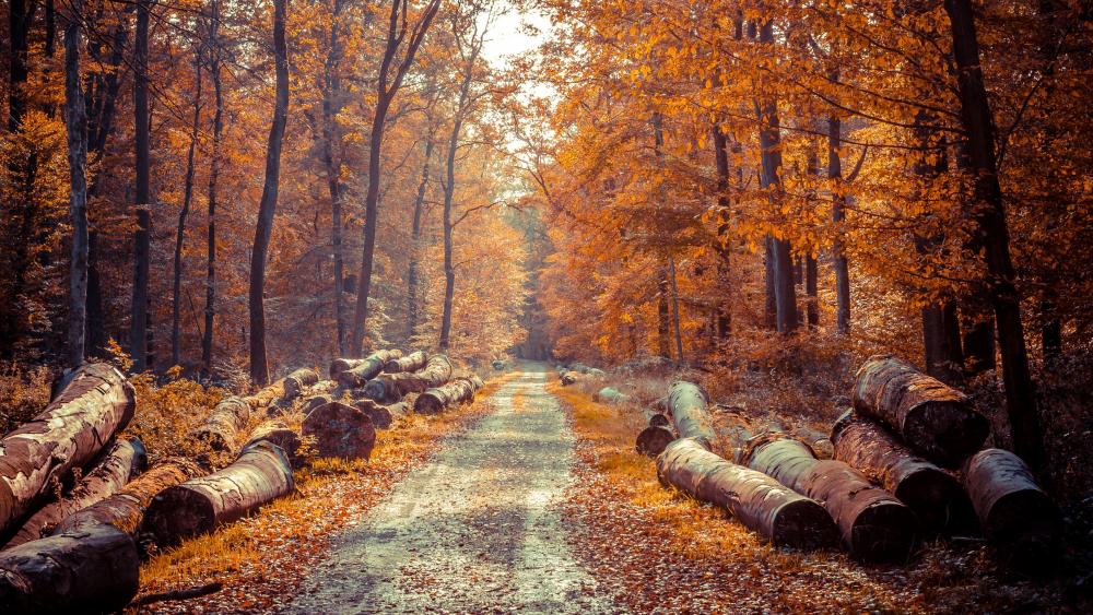 Wood logs along the forest road wallpaper