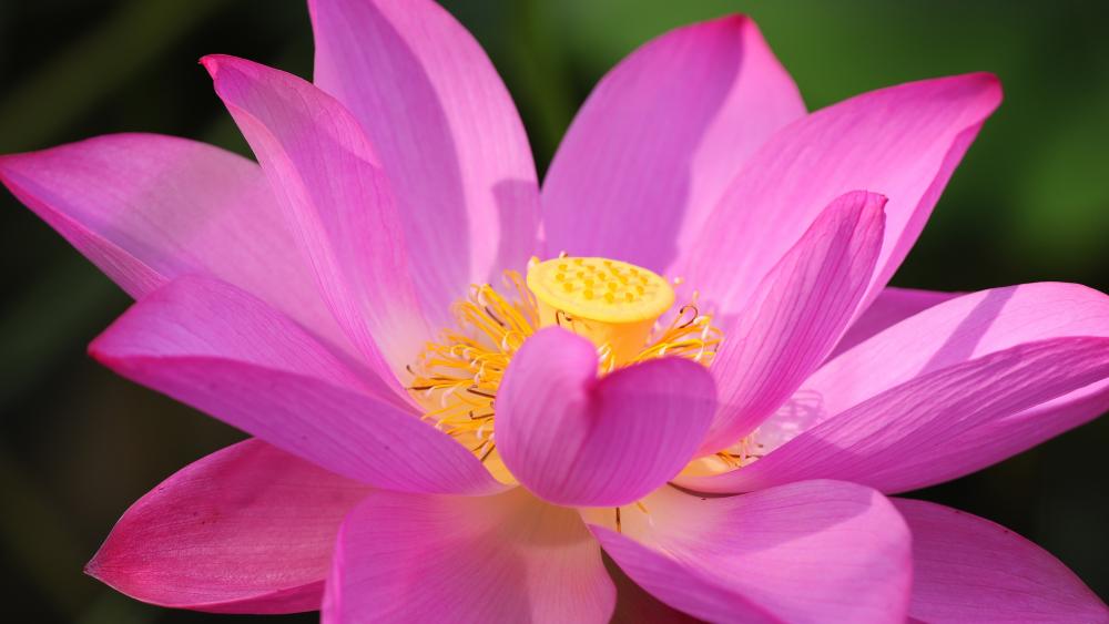 Pink lotus flower wallpaper