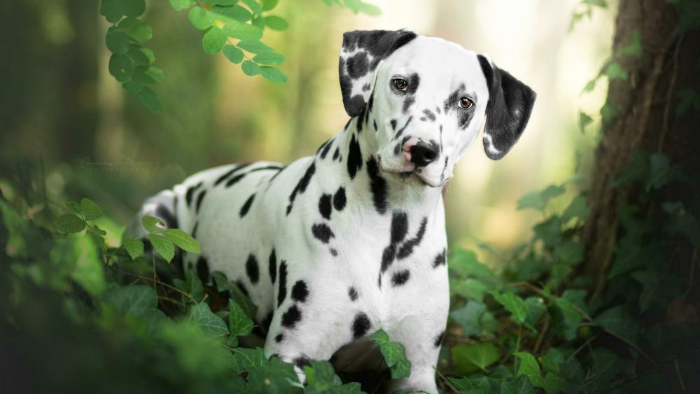 Dalmatian dog wallpaper