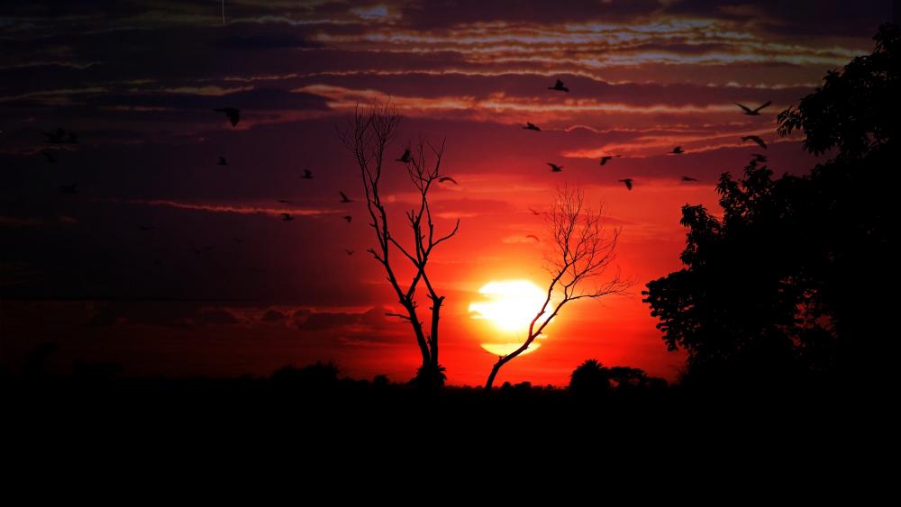 Flying birds silhouette in the sunset wallpaper