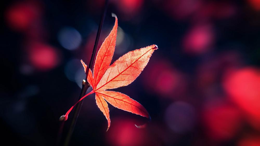 Red Japanese Maple leaf lall wallpaper