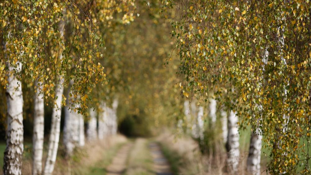 Alley of birch trees at fall wallpaper