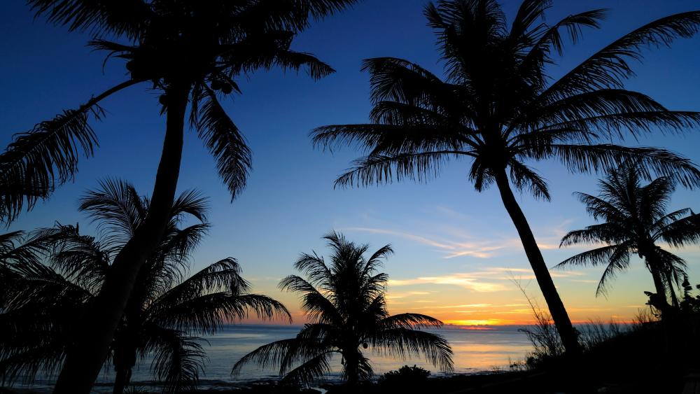 Palms silhouettes in the sunset wallpaper