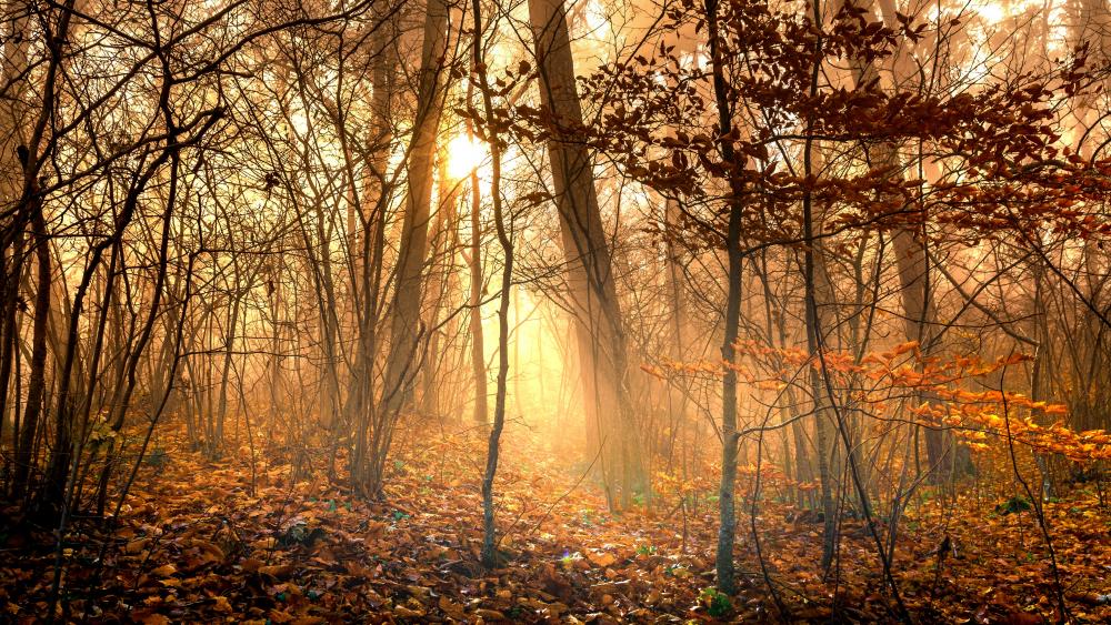 Golden sunlight in the autumn forest wallpaper