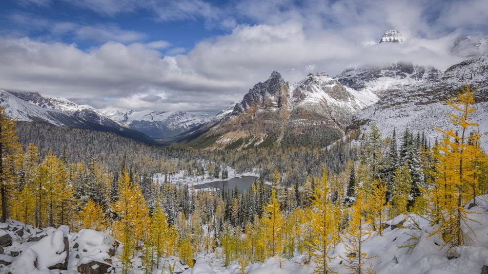 Early snow in the Yoho National Park wallpaper