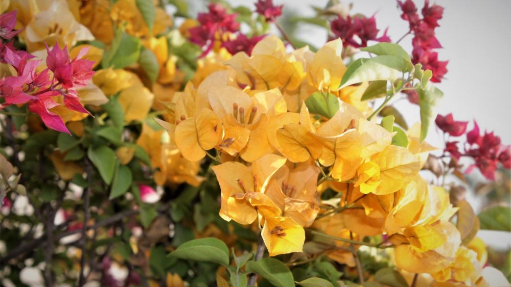 Yellow bougainvillea flower wallpaper