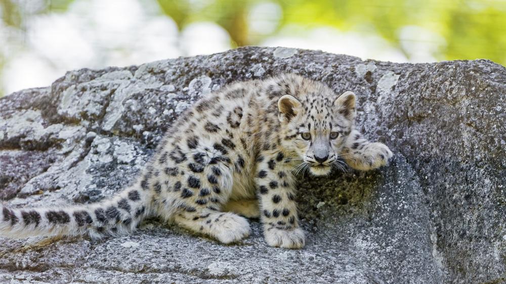 Baby leopard wallpaper