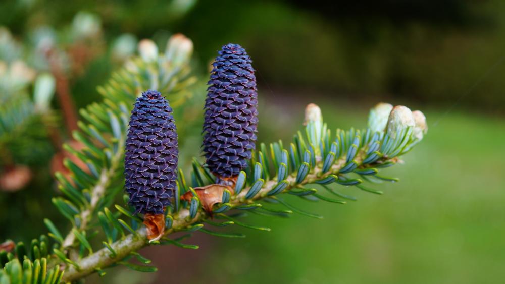 Blue pine cones wallpaper