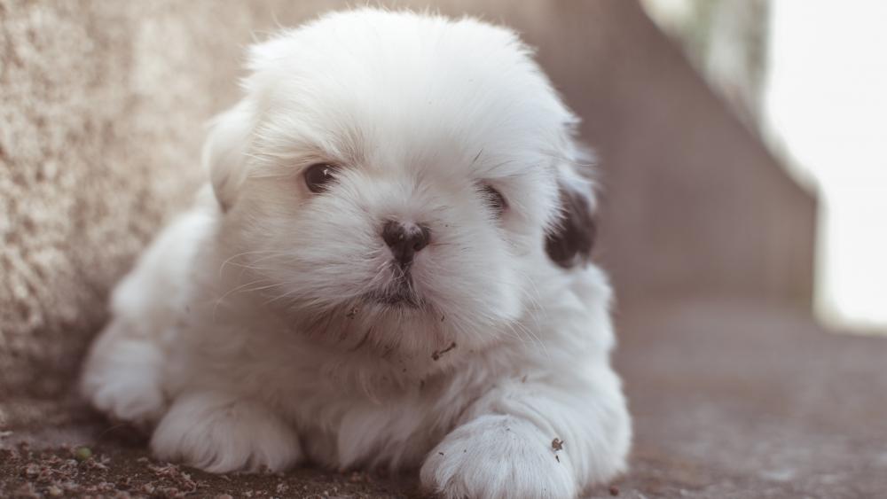 Cute long haired white puppy wallpaper