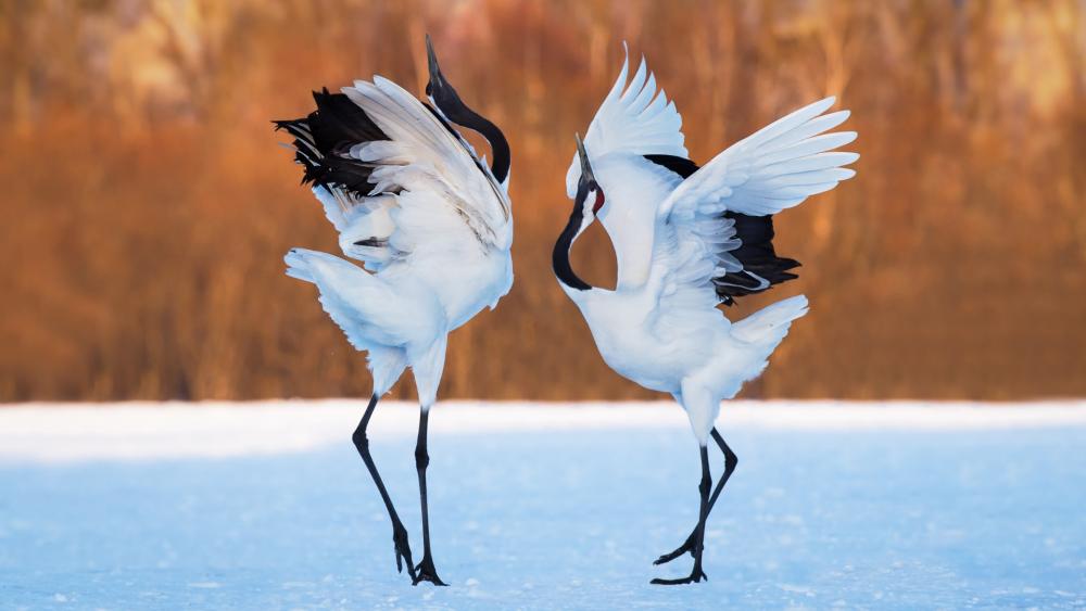 Red-crowned crane dance wallpaper