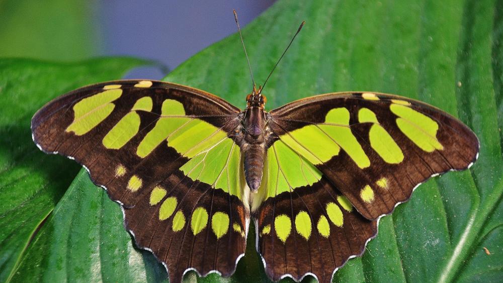 Butterfly on a green leaf wallpaper