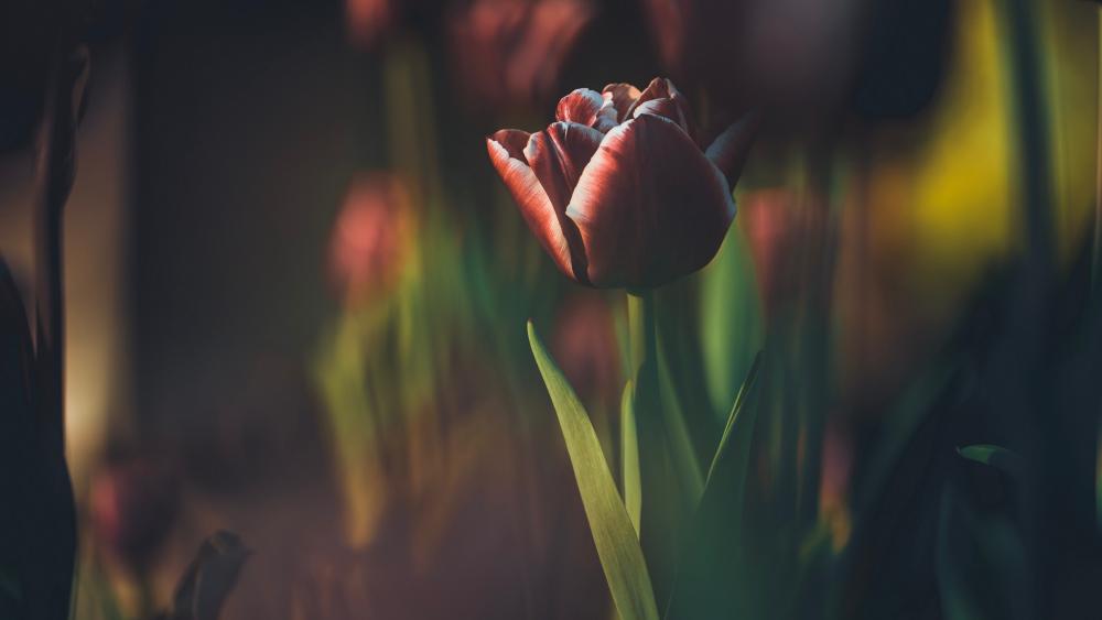 Beautiful tulip wallpaper