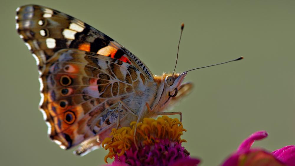 Painted lady butterfly wallpaper