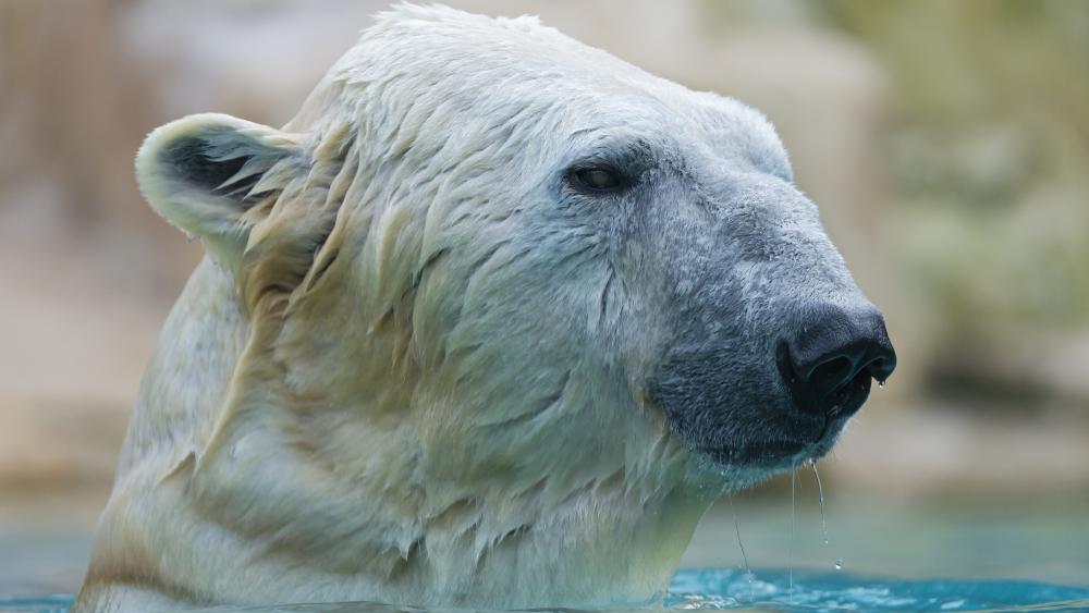 Wet polar bear wallpaper