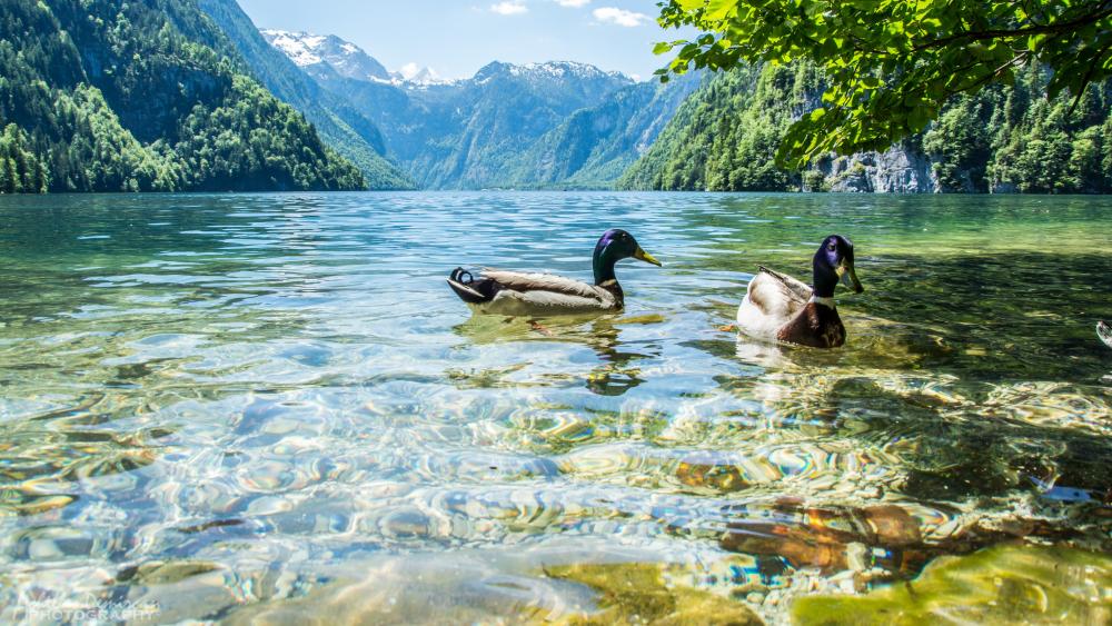 Ducks on Königssee lake (Berchtesgaden National Park) wallpaper