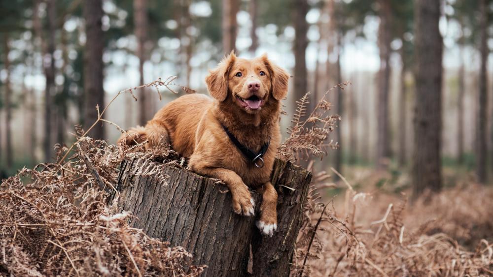 Nova Scotia Duck Tolling Retriever wallpaper