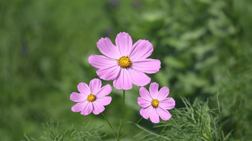 Garden Cosmos flower wallpaper