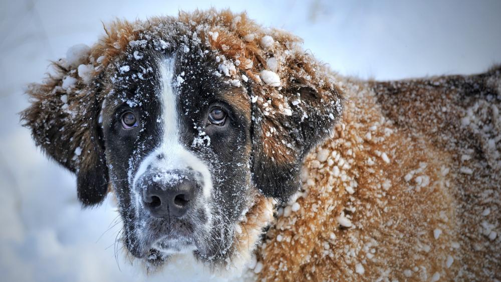 St. Bernard dog with snowy fur wallpaper