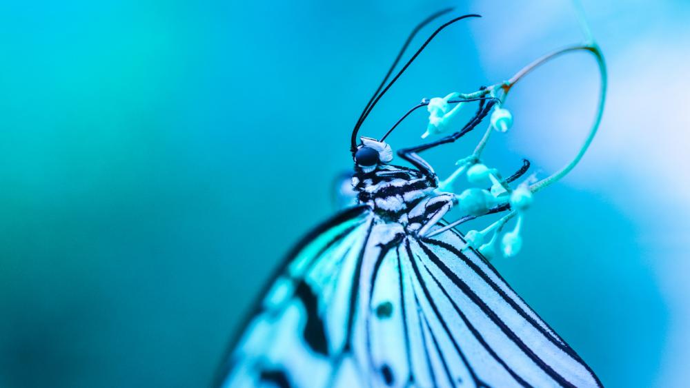 Blue butterfly - Macro photography wallpaper