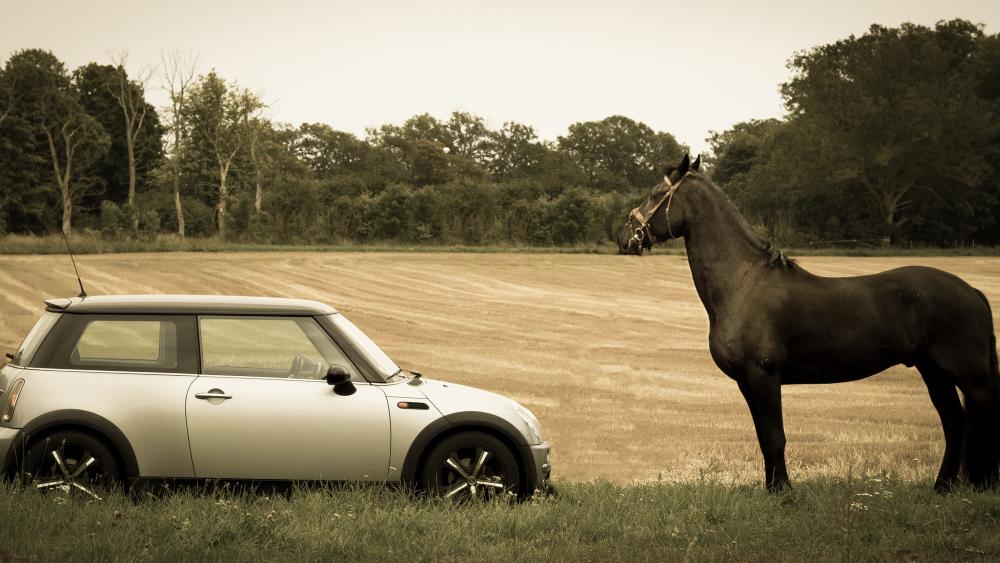 MINI Cooper in front of  a horse wallpaper