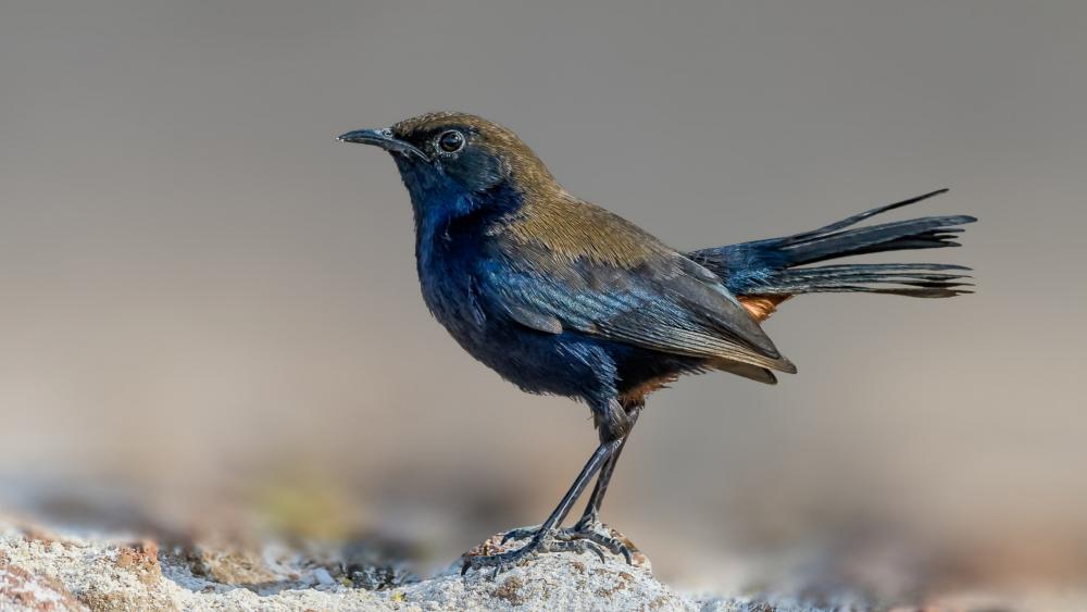 Black Bird in Radiant Detail wallpaper