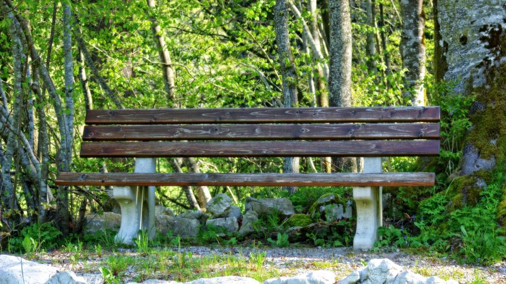 Bench in a park wallpaper