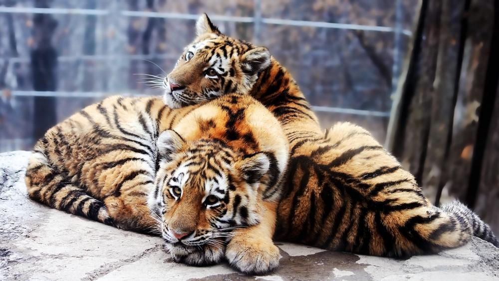 Tiger Cubs at Rest wallpaper