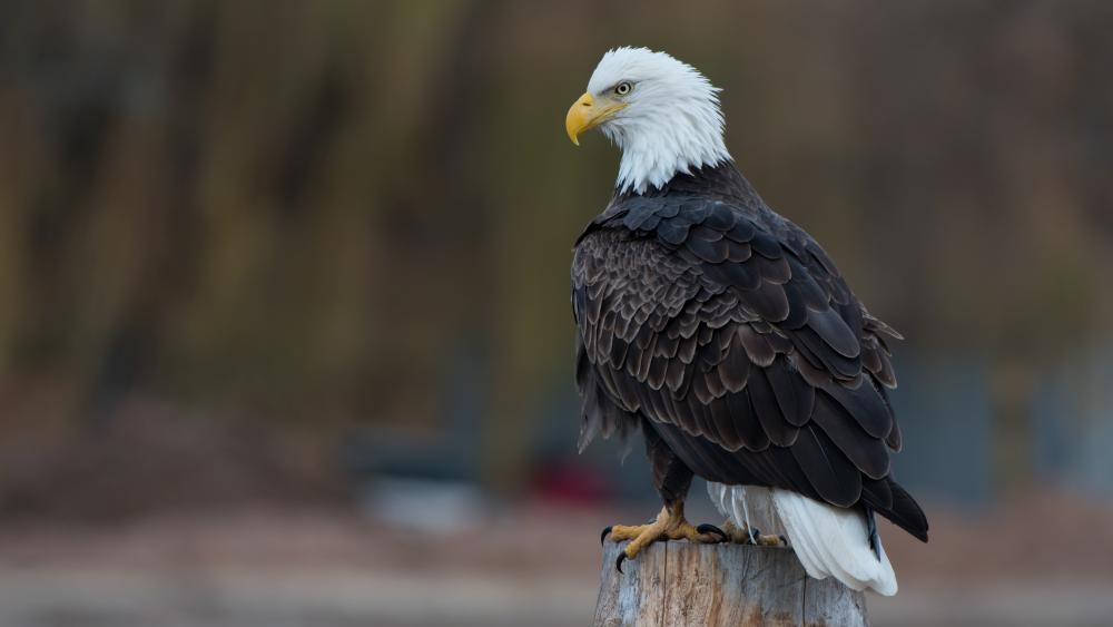 Bald Eagle in Majestic Profile wallpaper