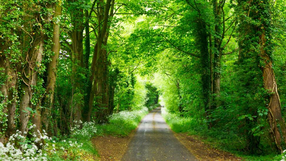 Narrow road in the forest wallpaper