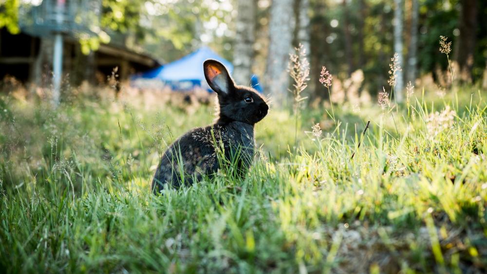 Black rabbit sitting in the grass wallpaper