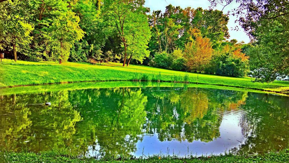 Pond in the green wallpaper